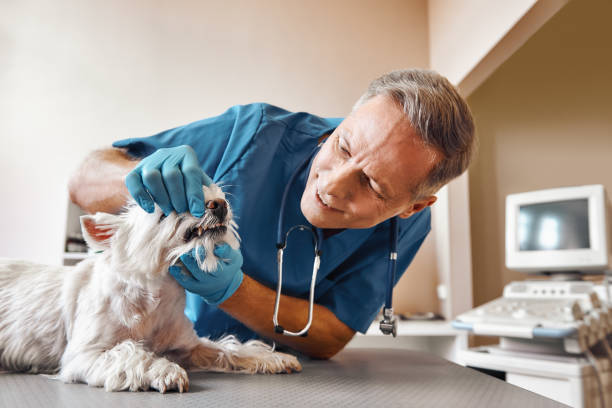 Best After-Hours Dental Trauma Care in Berwyn Heights, MD